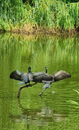 Kreuzpfuhlbewohner, Foto Dr. Kersten Schulz