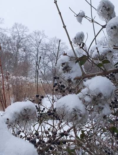 Wei�ensee im Winter 2020/2021, Foto Dr. Kersten Schulz